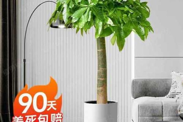 客厅放大盆景风水好吗