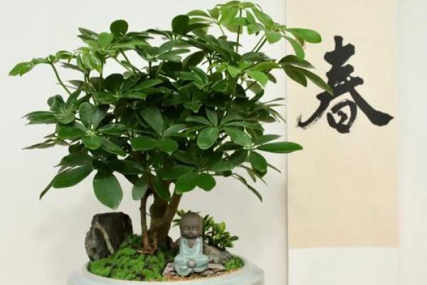 客厅放大盆景风水好吗