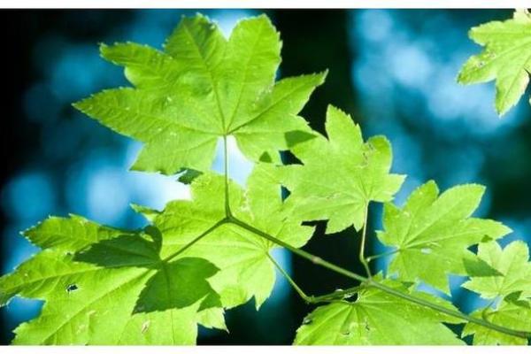 观帝灵签98求财能得到吗 观帝灵签98求财能得到吗