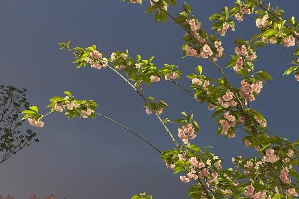 4.1号是什么日子,4.1日是什么节日