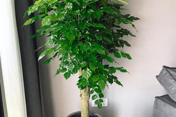 客厅最旺宅的大型植物、客厅最旺宅的大型植物幸福树的养
