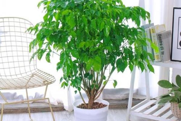 客厅最旺宅的大型植物、客厅最旺宅的大型植物幸福树的养