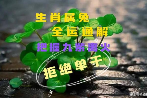 1975年兔五行属什么命_1975年属兔的人五行什么命