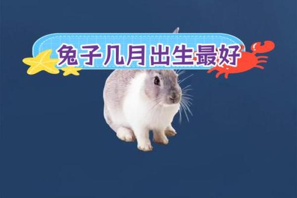 1987年2月属兔是什么命_1987年2月属兔是什么命命里缺什么五行