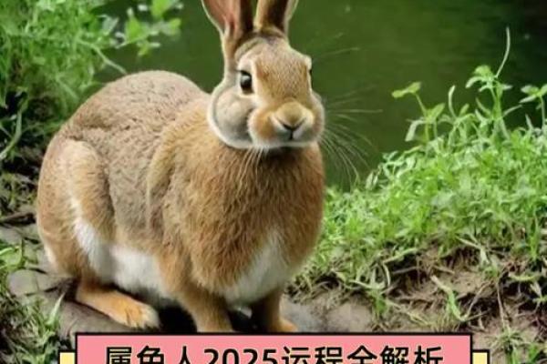 1999年属兔2025年的运势_1999年属兔在2025年运势