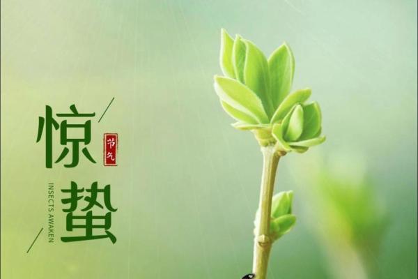 惊蛰是什么节气_惊蛰节气解析春雷始鸣万物复苏的奥秘