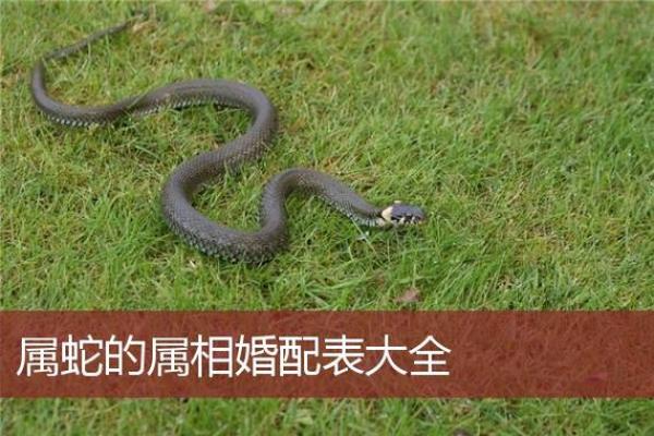 属蛇男最佳婚配属相揭秘谁是最佳伴侣