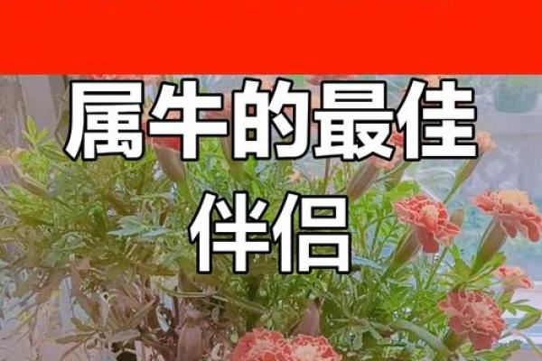 属牛最佳婚配属相揭秘这些生肖最配牛年出生的人