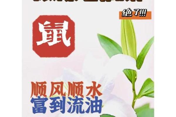 2023年84年鼠运势解析全年运程详解与建议