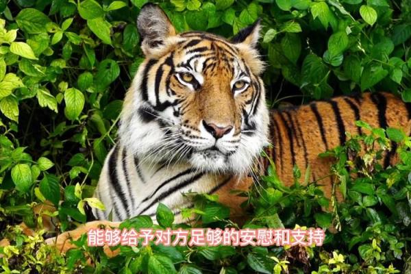 属虎的和什么属相最配_男生属虎的和什么属相最配